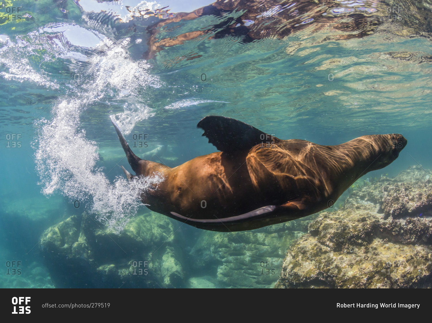 Adult California sea lion (Zalophus californianus) underwater at Los Islotes, Baja California Sur, Mexico