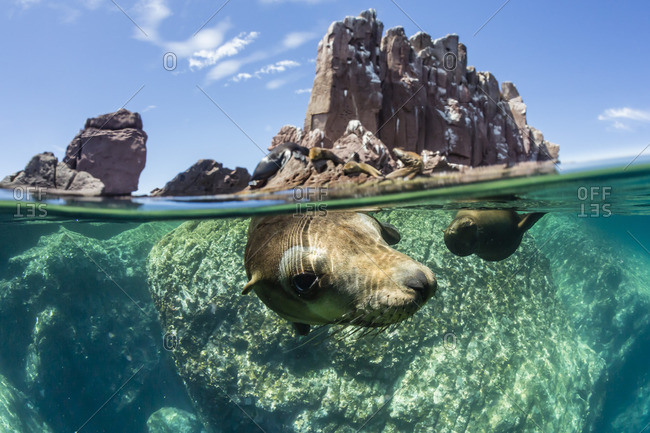 California sea lions (Zalophus californianus), half above and half below at Los Islotes, Baja California Sur, Mexico