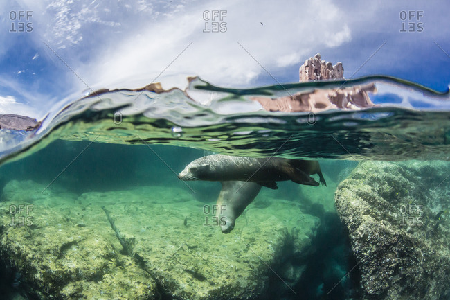 California sea lions (Zalophus californianus), half above and half below at Los Islotes, Baja California Sur, Mexico