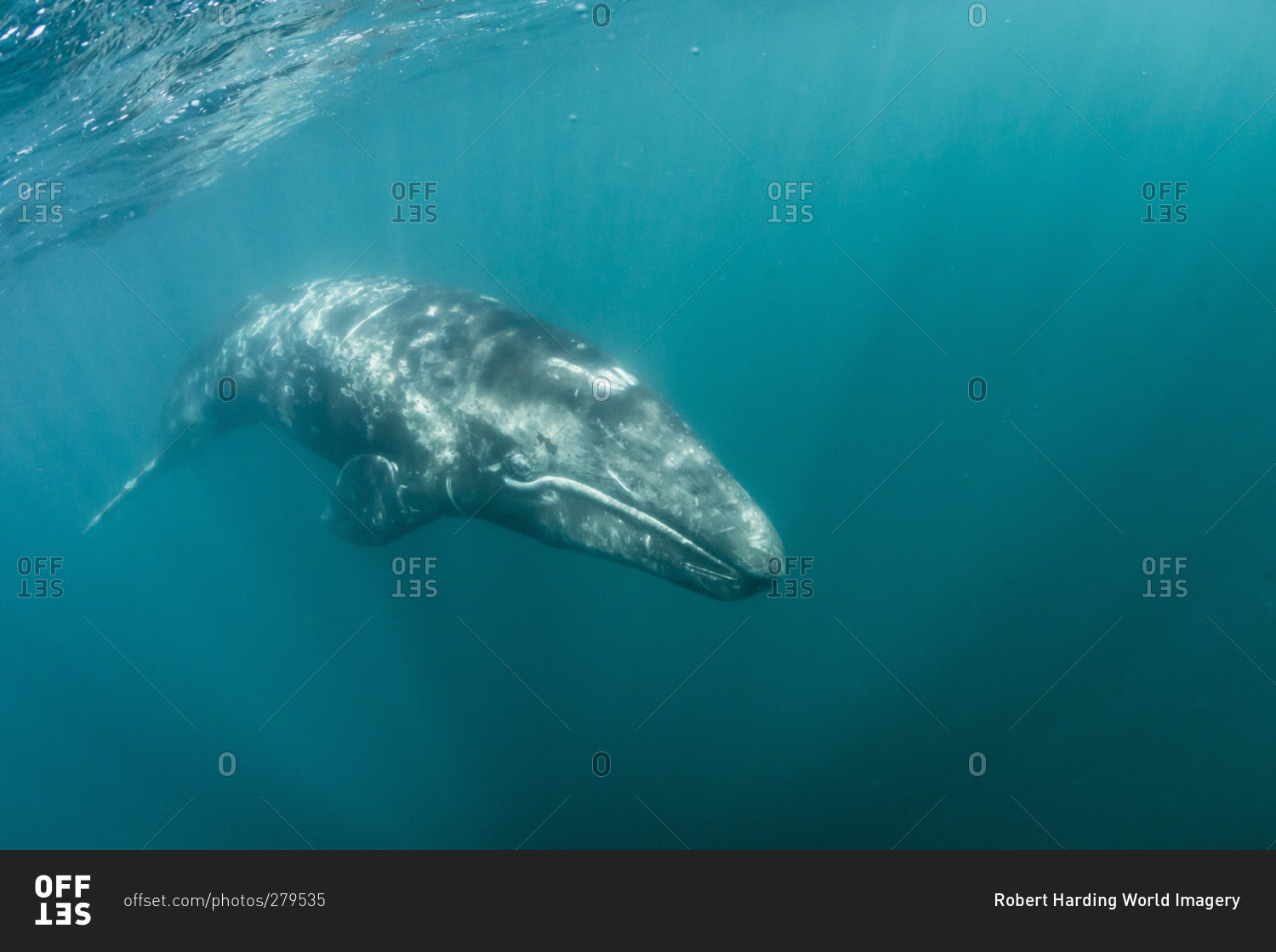 California gray whale (Eschrichtius robustus) calf underwater in San Ignacio Lagoon, Baja California Sur, Mexico