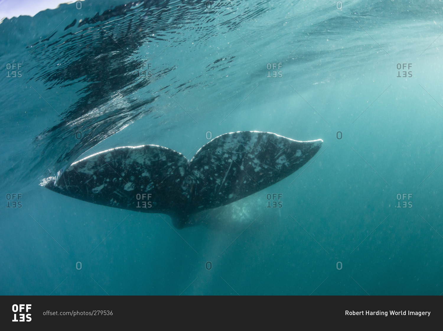 California gray whale (Eschrichtius robustus) flukes underwater in San Ignacio Lagoon, Baja California Sur, Mexico