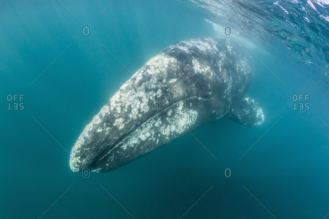 California gray whale (Eschrichtius robustus) mother underwater in San Ignacio Lagoon, Baja California Sur, Mexico