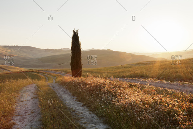 Tuscan landscape with cypress tree at sunrise, near San Quirico, Val d'Orcia (Orcia Valley), UNESCO World Heritage Site, Siena Province, Tuscany, Italy