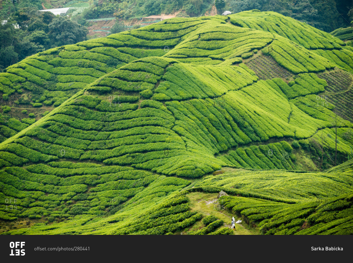 Worker on a tea plantation in the Cameron Highlands of Malaysia