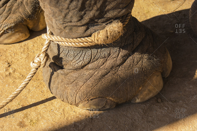 Old ropes remind the elephants not to wander off, Green Hill Valley Elephant Camp, Shan State, Near Kalaw, Myanmar