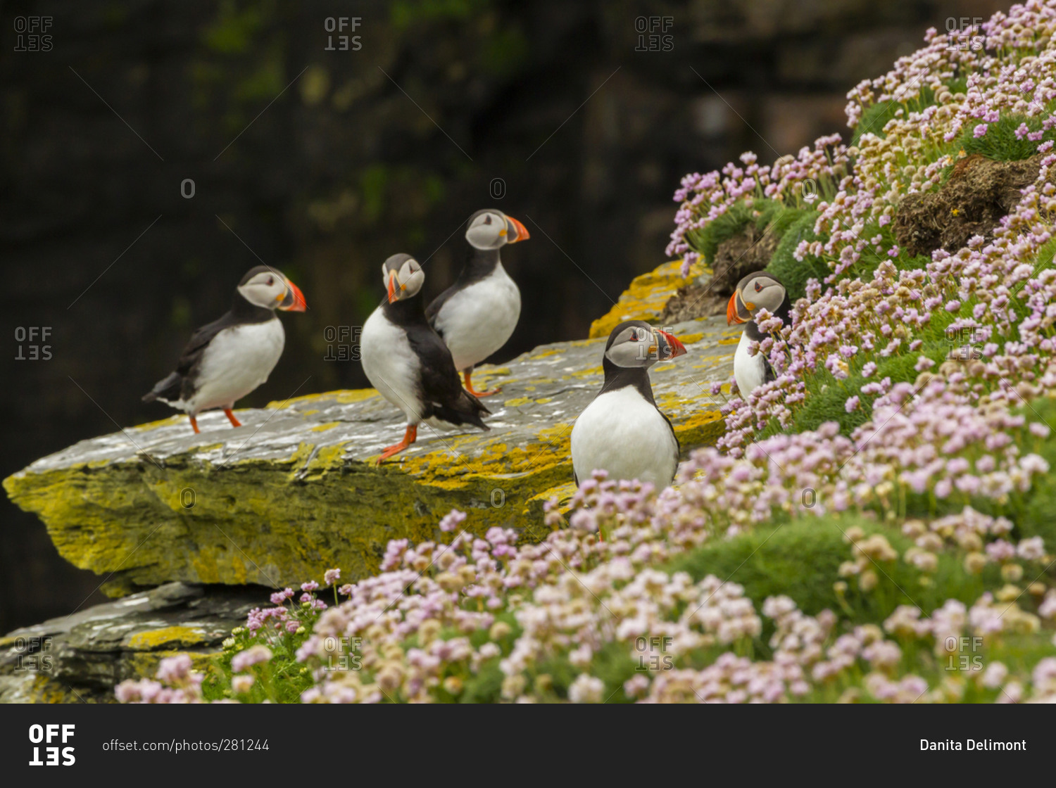 Atlantic puffins on ledge, Shetland Islands, Scotland, Europe