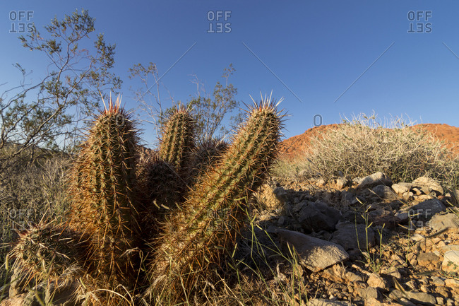 Hedgehog cactus in the rocky desert terrain, Red Rock Canyon National Conservation Area, Nevada, USA