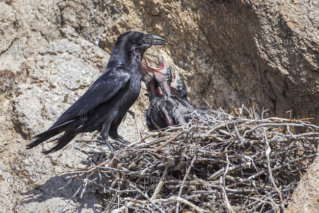 Common Raven feeding young in nest, Sublette County, Wyoming, USA
