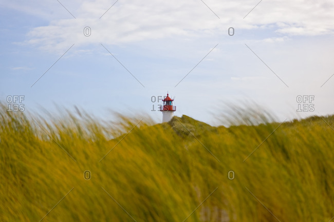 Dune and dune grass and lighthouse in the background, Sylt