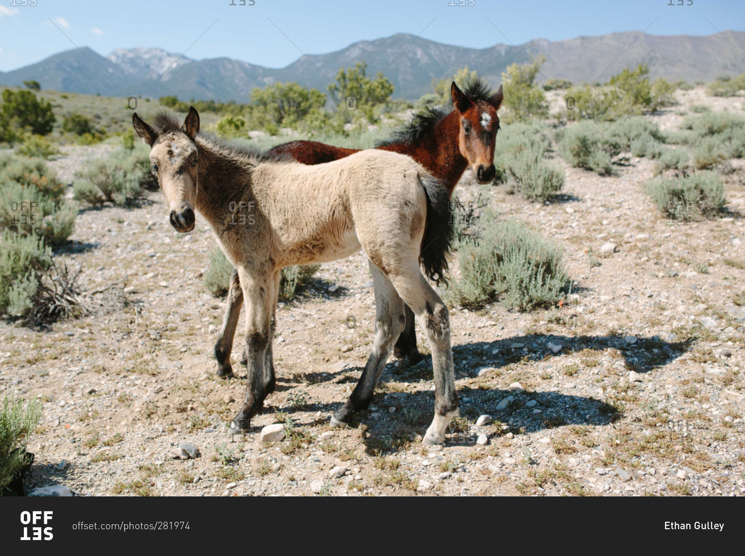 Light and dark colored foals stand in desert landscape