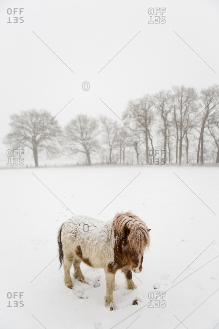Miniature horse in a snowy field