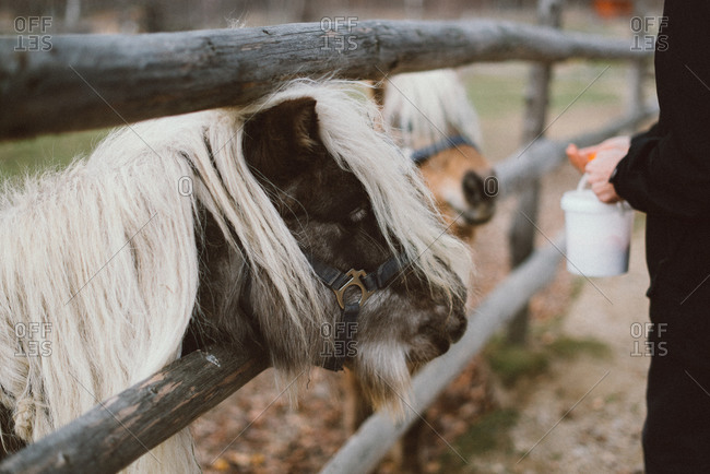 Person standing at fence with miniature horses