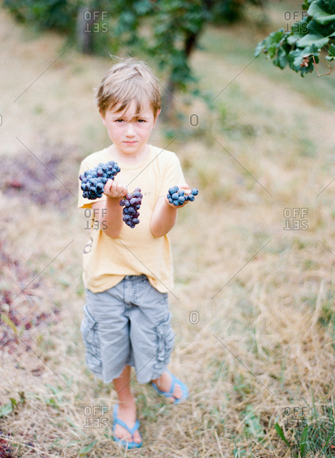 Little boy holding hand full of grapes