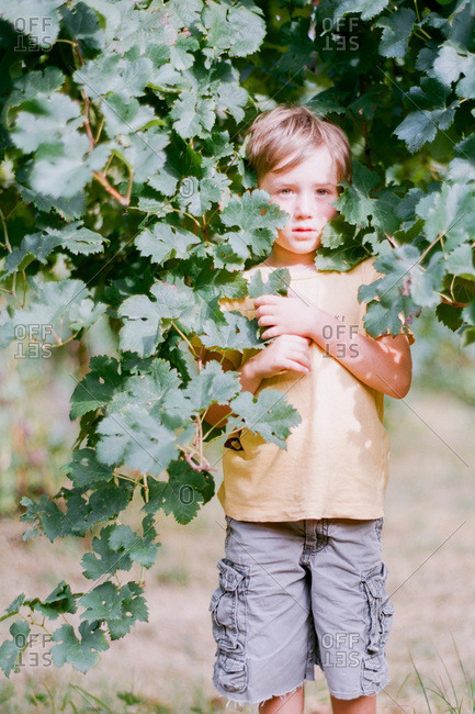 Little boy standing in grape vines