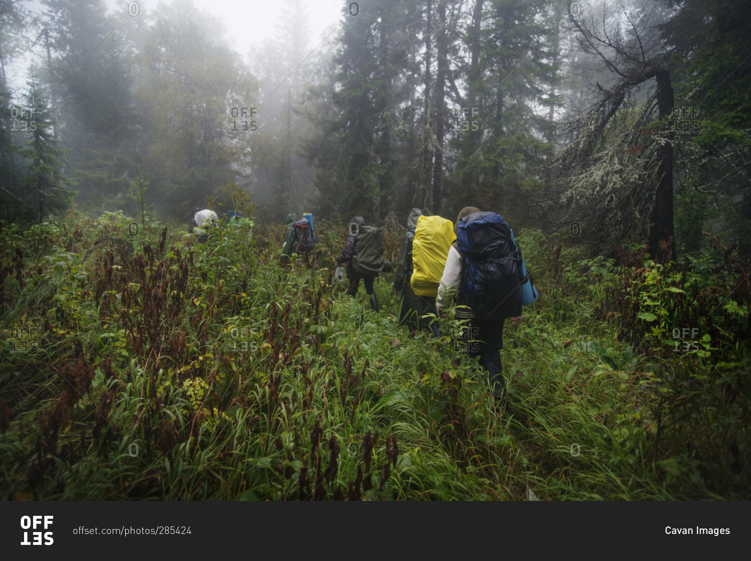 Group of backpackers in rain gear walking through tall grass in woods