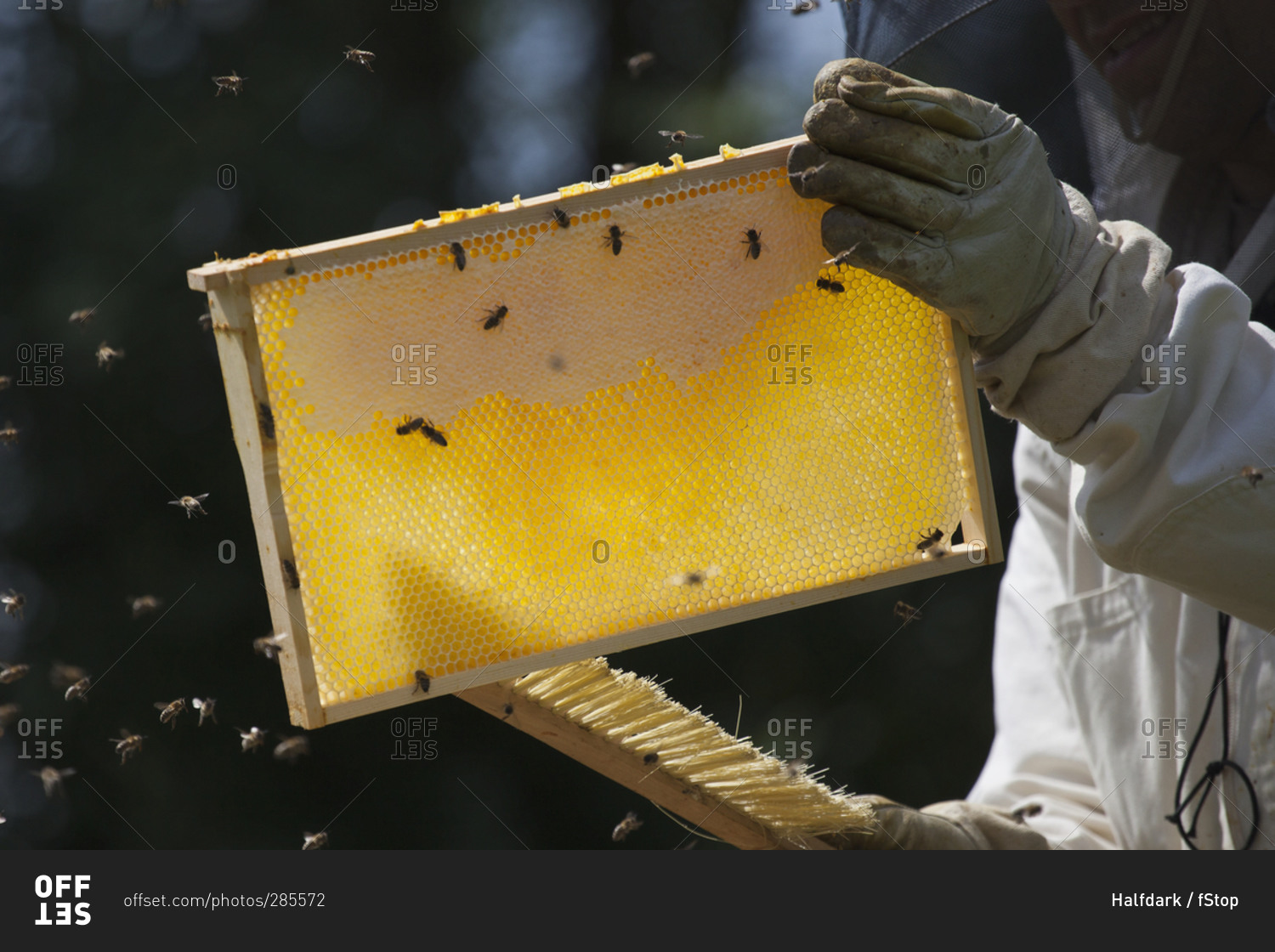 Midsection of beekeeper brushing bees from hive at farm