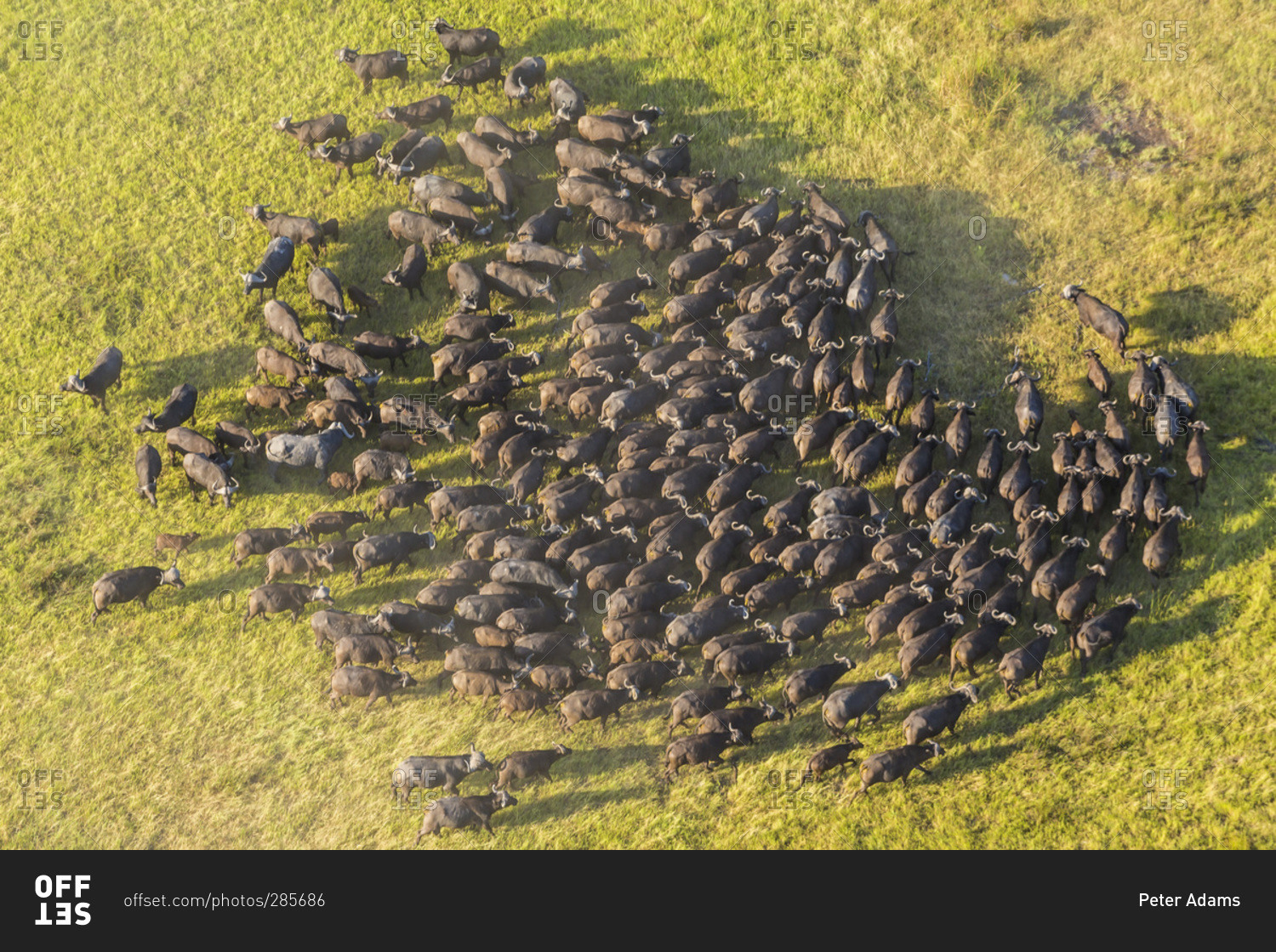 Животные вид сверху. Стадо испуганно. Стадо оленей испуганно. Южнорусская овчарка пастух. Стадо испуганно.
