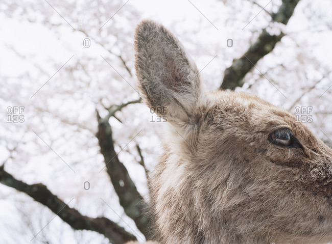 A side portrait of a deer, close-up