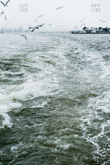 Seagulls following the churning water behind a boat in Galveston, Texas