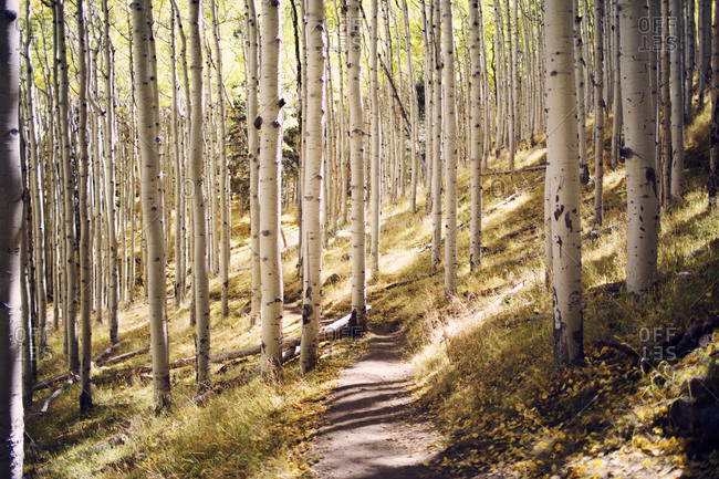 Aspen Trees Wallpaper 4K, Pathway, Forest, Rocks, Trails, 57% OFF