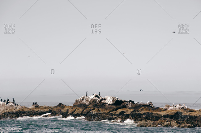 Coastal birds gathered on ocean rocks