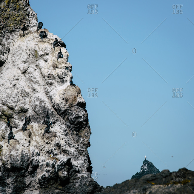 Bird flock gathered on a rock face