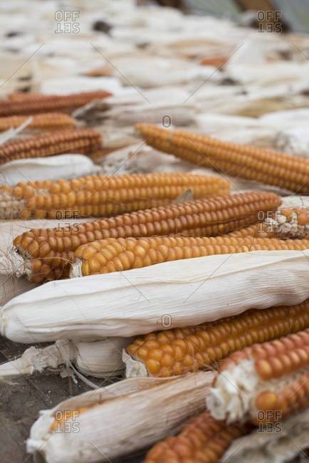 Ears of corn with husks