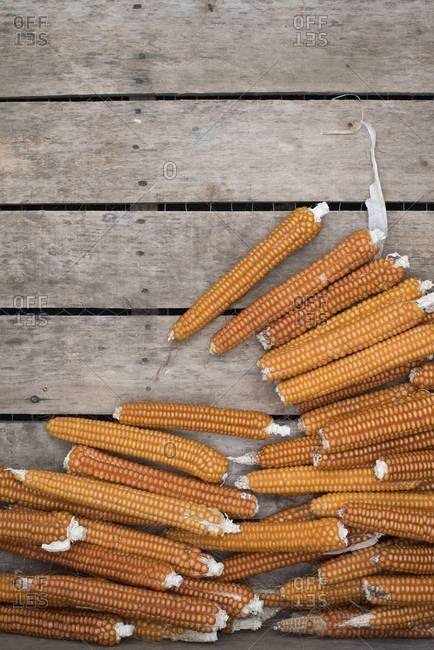 Shucked ears of corn