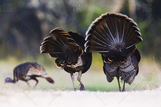 Male Rio Grande Wild Turkeys Following Female
