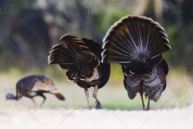 Rio Grande Wild Turkey Stock Photos Offset