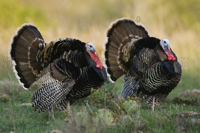 Rio Grande Wild Turkey Stock Photos Offset