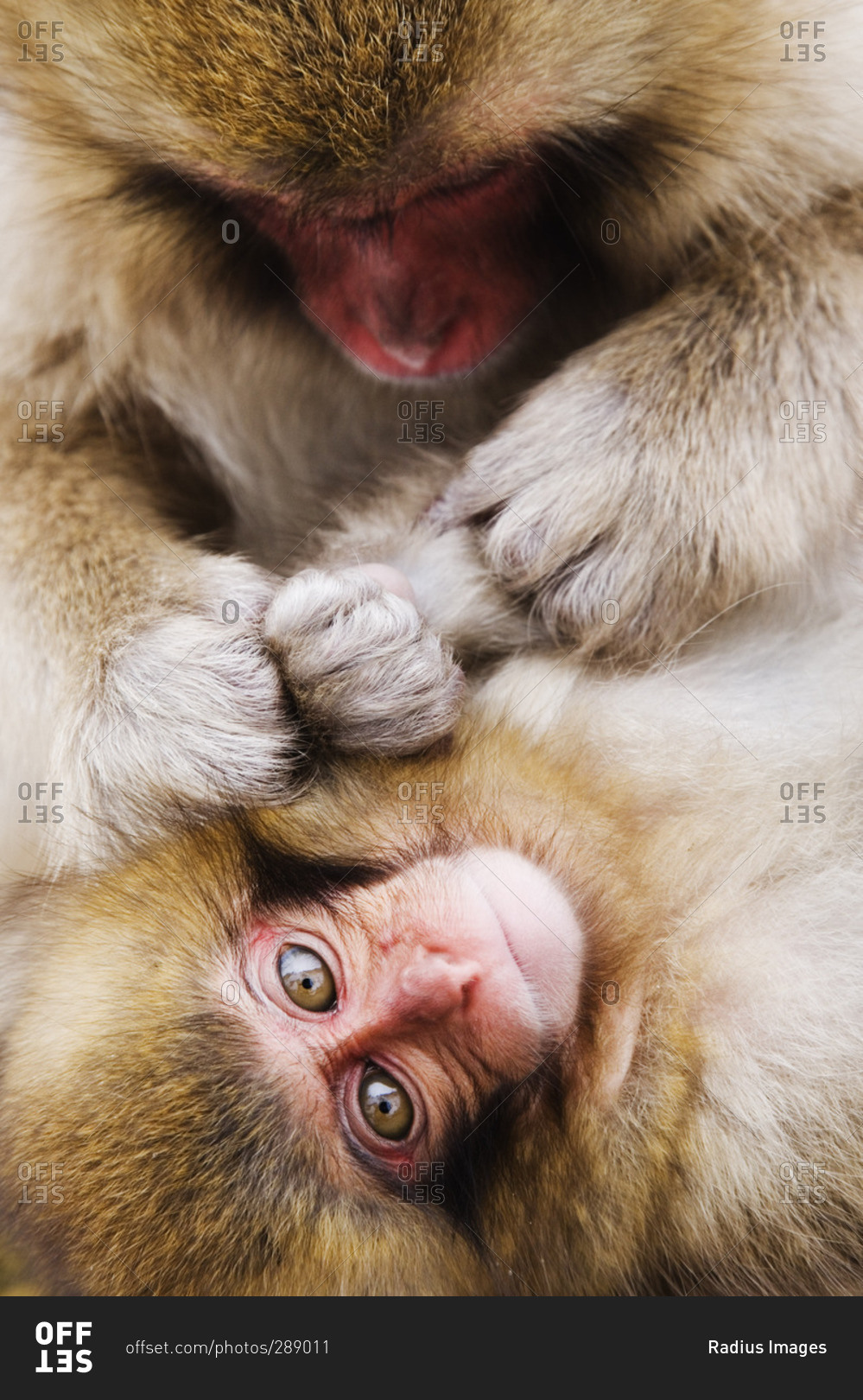 Mother Japanese Macaque Grooming Baby