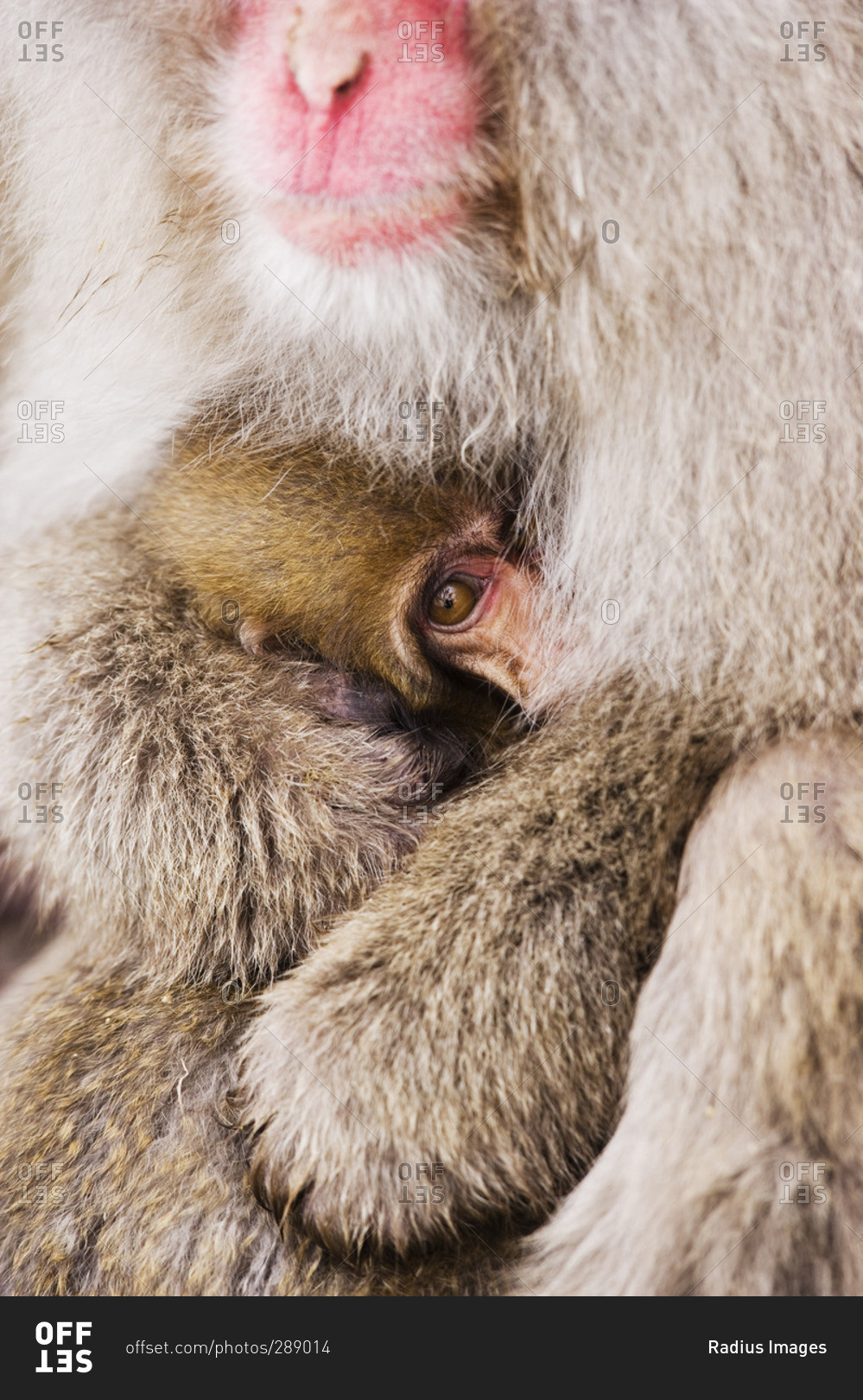Mother and Baby Japanese Macaque