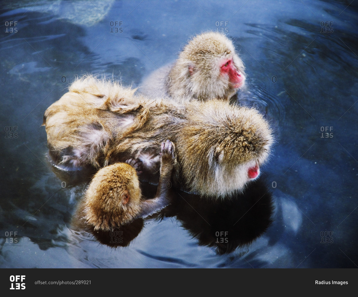 Japanese Macaques in Hot Springs
