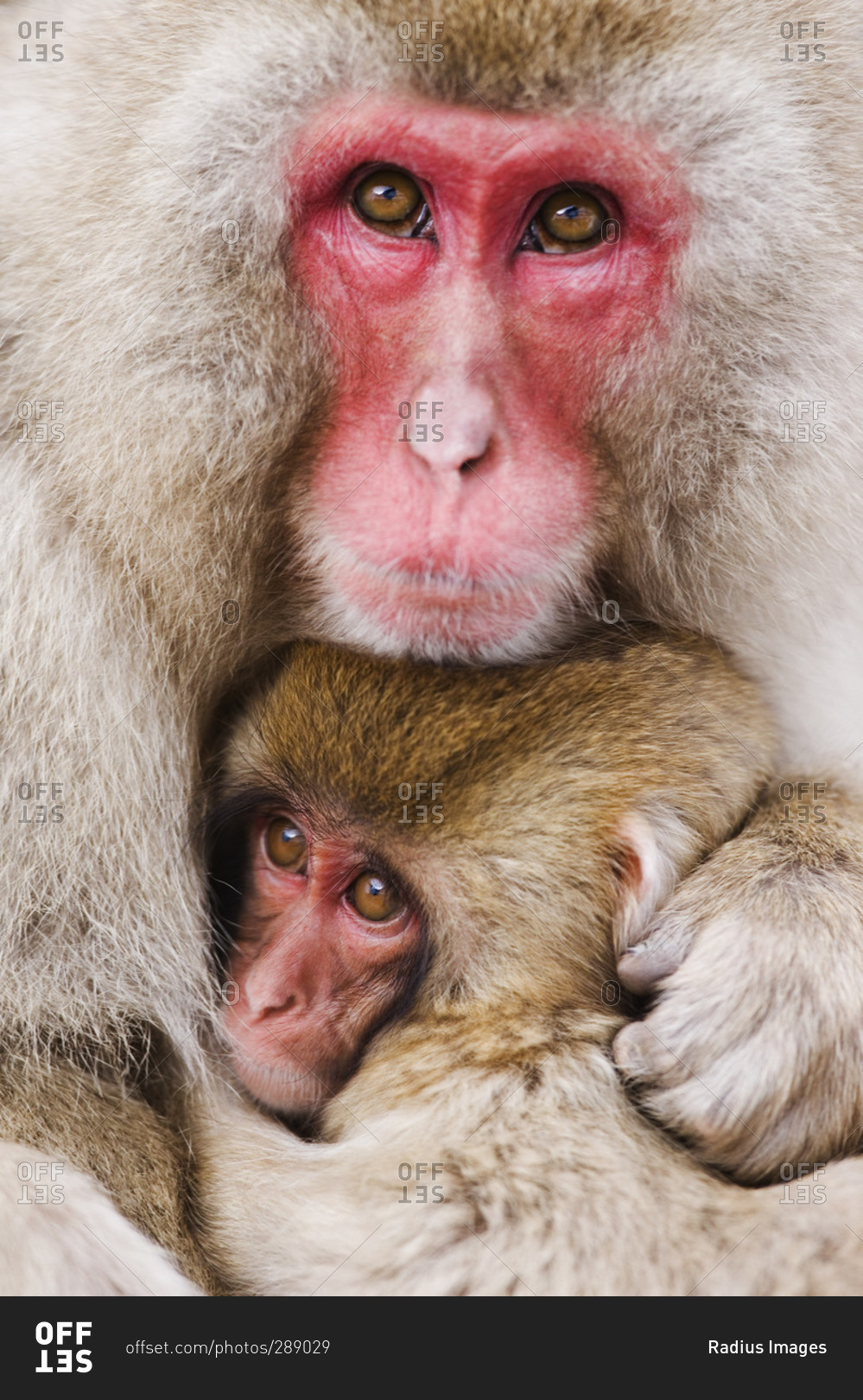 Portrait of Mother and Baby Japanese Macaques
