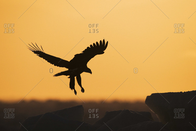 eagle flying outline