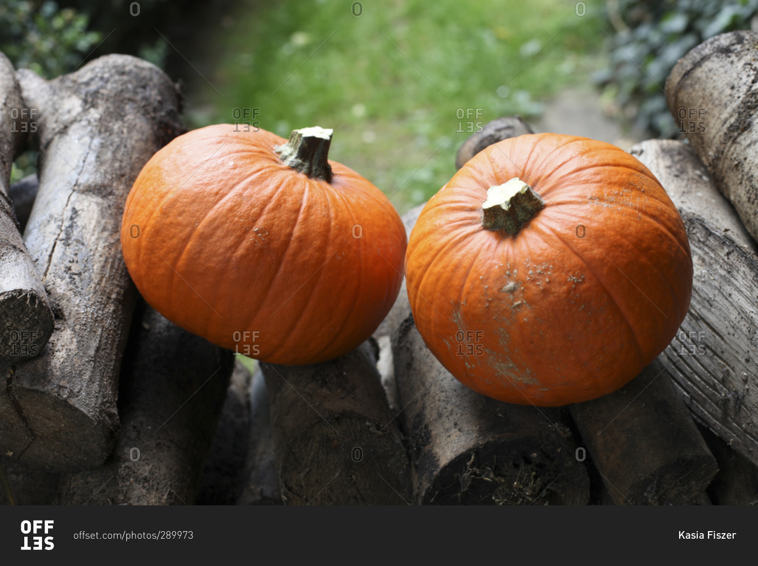 Two pumpkins on a wood pile