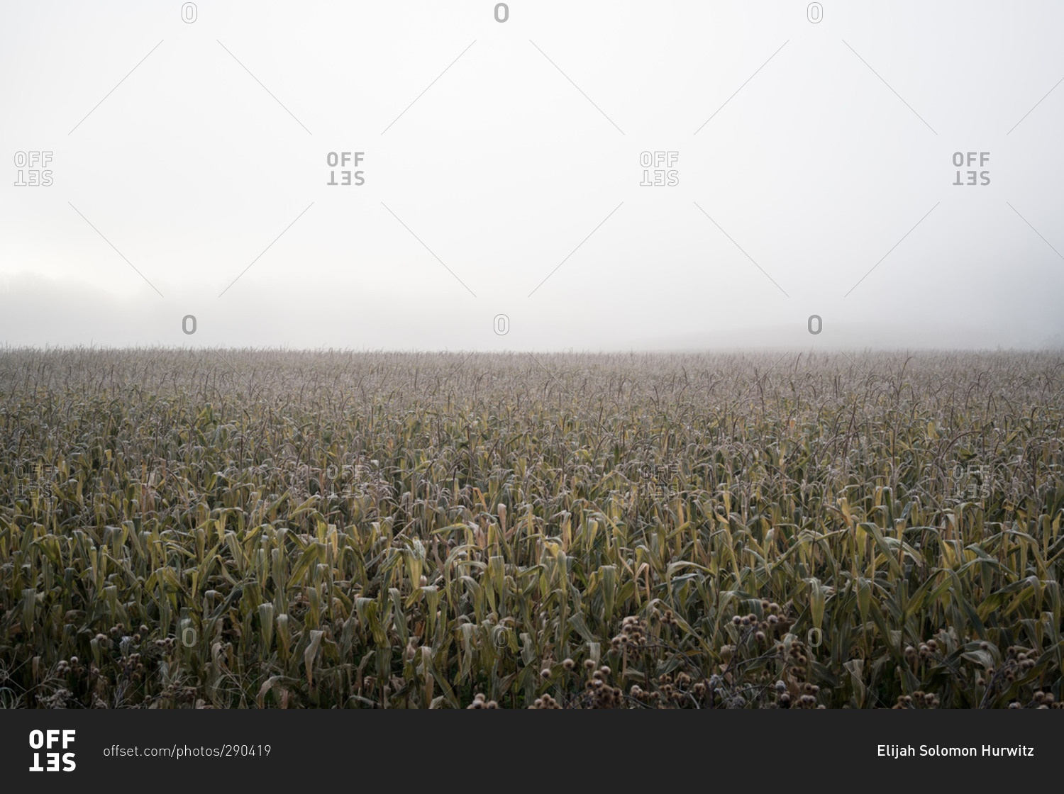 Cornfield on a cold damp day