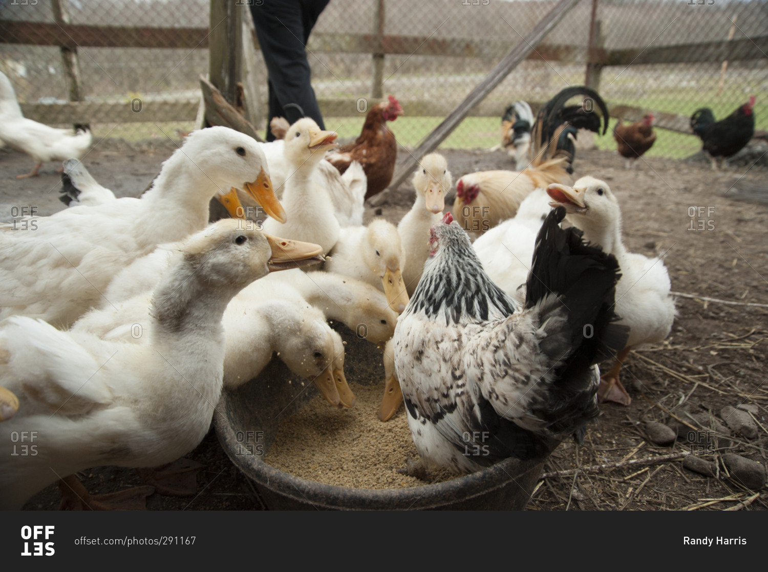 Feeding ducks and chickens