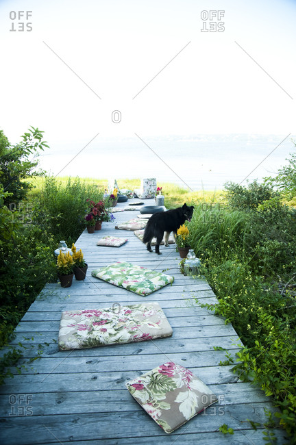 Cushions and dog on a dock