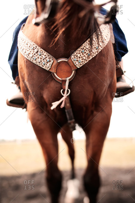 Close up of the front of a horse being ridden