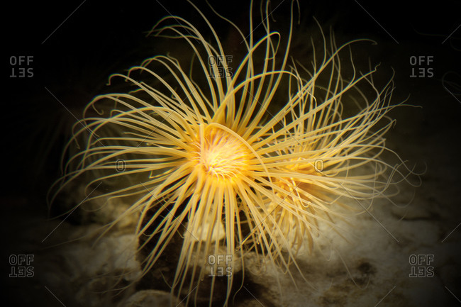 A sea anemone underwater