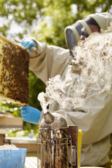 A beekeeper in a beekeeping suit with a smoker, opening and checking his hives.