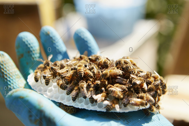 A hand holding a small plastic honeycomb form covered in honey bees.