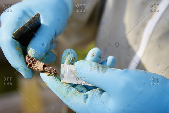 A beekeeper with blue gloves holding a bee emerging from a small cocoon, a new queen for the hive.