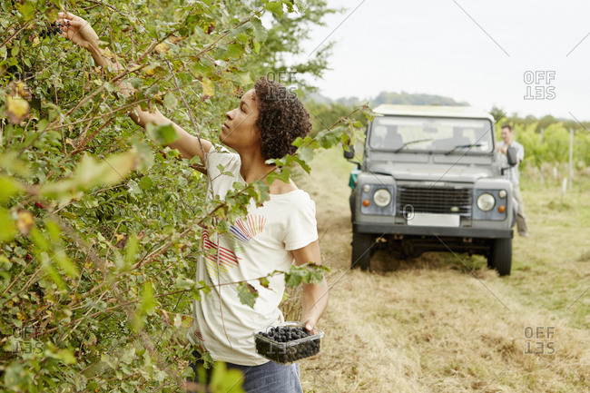 A woman picking blackberries from the hedgerow in autumn.