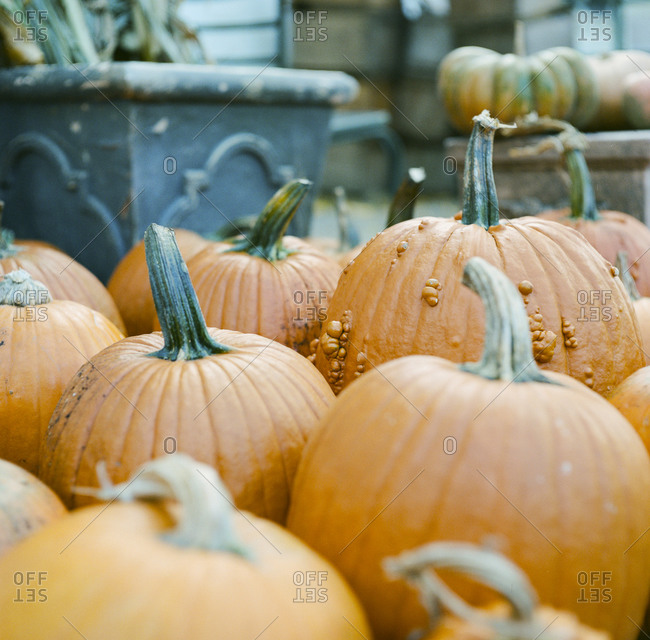 Close up of several pumpkins with goosebumps