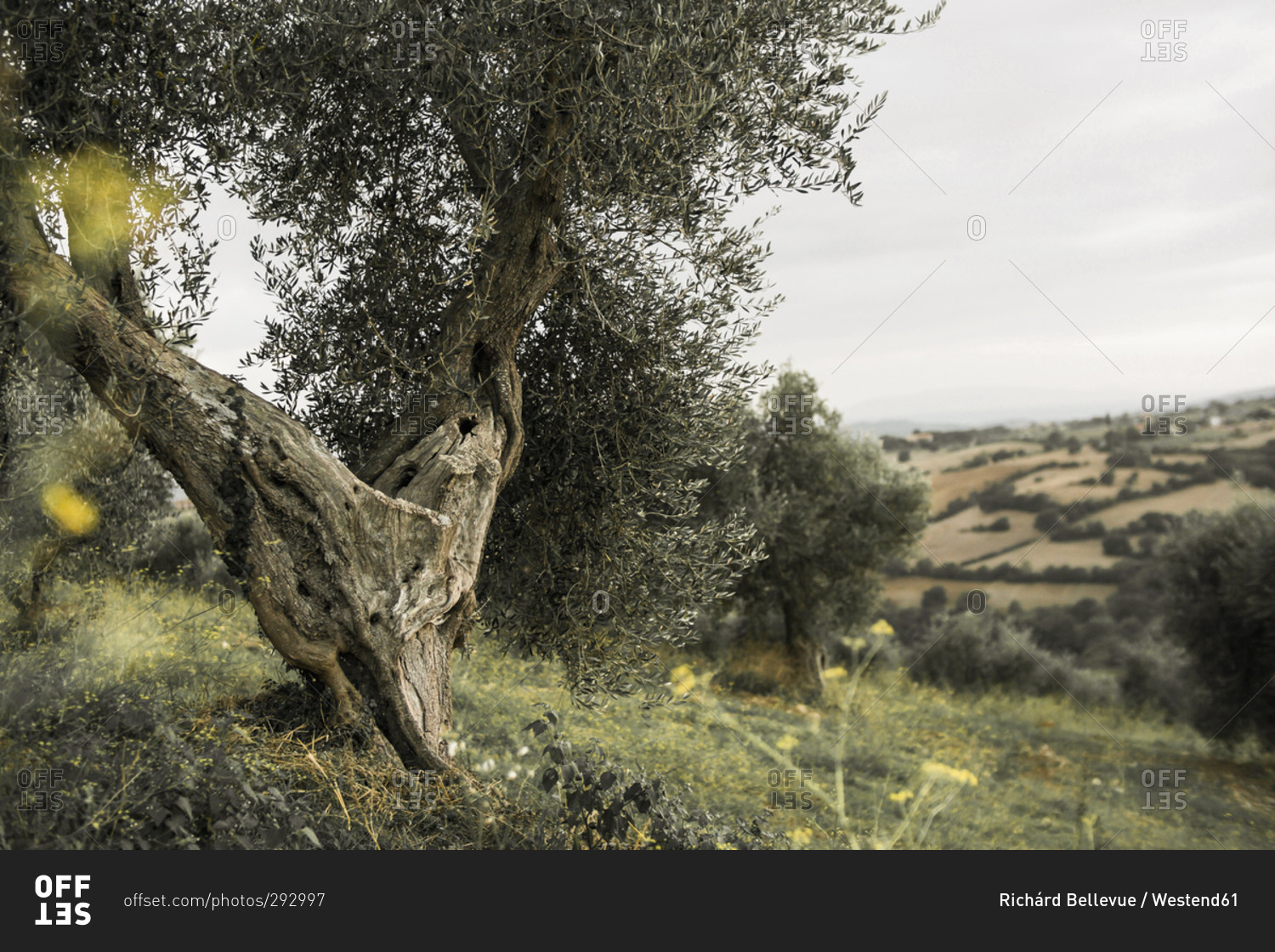 Olive tree on hill