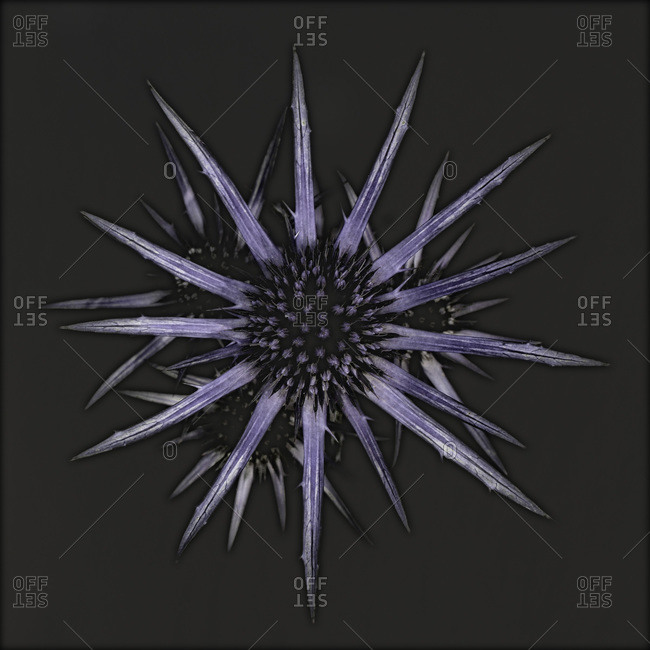 Spiky Starburst Purple Flower Stock Photo Offset