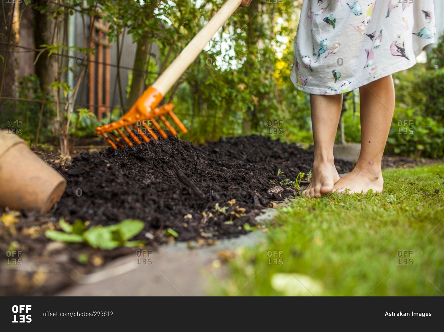 Closeup of barefoot young girl raking mulch in garden stock photo OFFSET